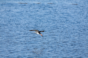 Black Skimmer (Rynchops niger) 004