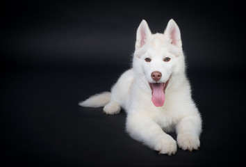 Cute Husky puppy