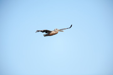 Brown Pelican