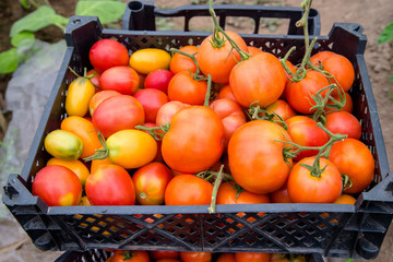 The tomato box is in the greenhouse