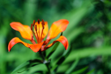 Obraz premium Hybrid Lily Royal Sunset flower on green background. Shallow depth of field.