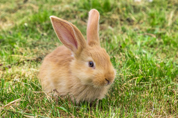 young red rabbit