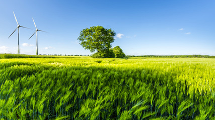 Green wheat field with tree, blue sky and wind wheels
