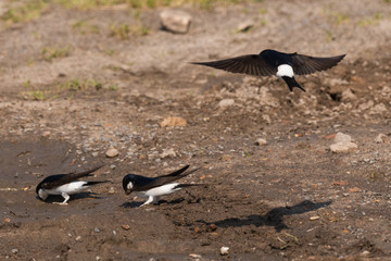 Common house martin in nest building