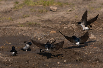 Common house martin in nest building