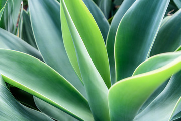 Agave leaf texture background