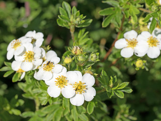 Fingerstrauch, Potentilla fruticosa, Fünffingerstrauch