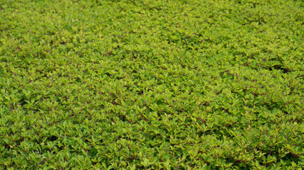 ドウダンツツジ