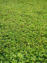 ドウダンツツジ