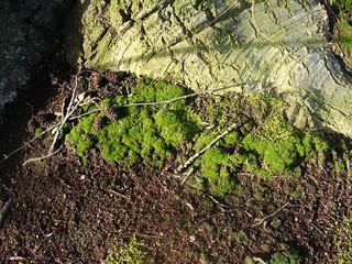 Grünes Moos im Walde