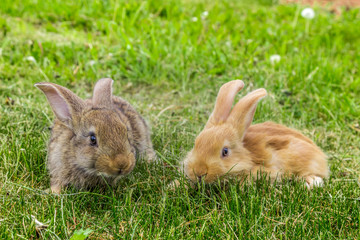 two young rabbits