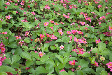 Wild Pink Flowering Strawberry in a garden