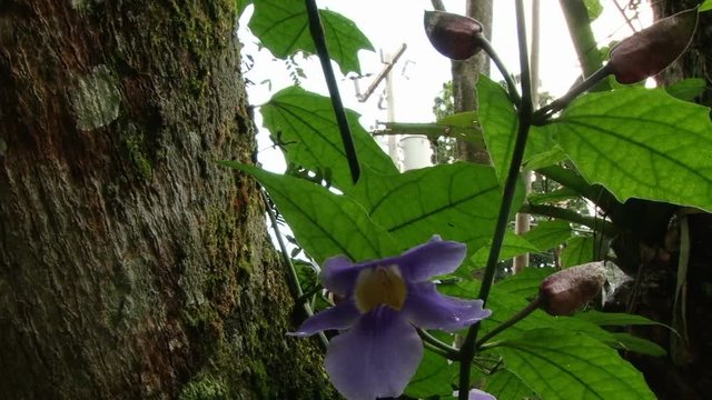 Shot of wild purple orchid in bloom nearby Pulhapanzak waterfall in Honduras