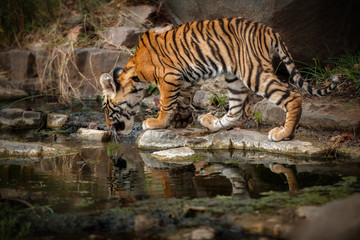 Tiger in the nature habitat. Tiger cub drinking water. Wildlife scene with danger animal. Hot summer in Rajasthan, India. Dry trees with beautiful indian tiger, Panthera tigris