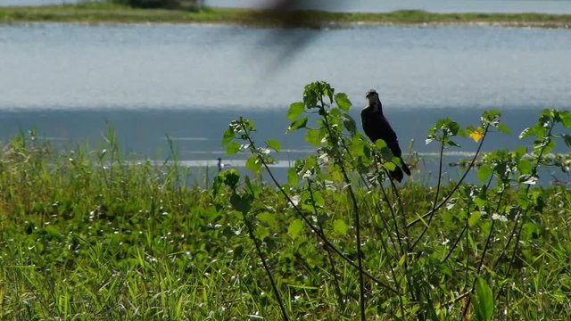Close shot of snail kite sitting on the branch near lake Yojoa in Honduras