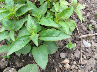 Scharlach-Melisse, Monarda didyma