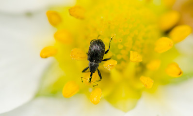 Weevil on a flower
