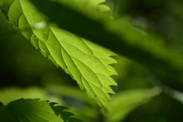 Struktur / Relief eines Brennnesselblattes von unten fotografiert 