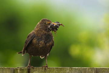 Female Eurasian blackbird holding nest building material in her beak