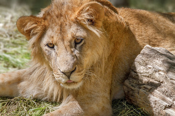 animal young lion lying on the grass