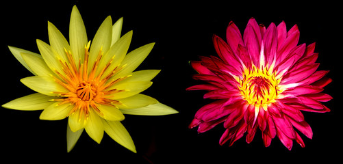 Two Water lily flowers over black background