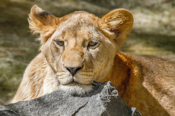 Fototapeta premium animal lioness has laid her head on a large stone
