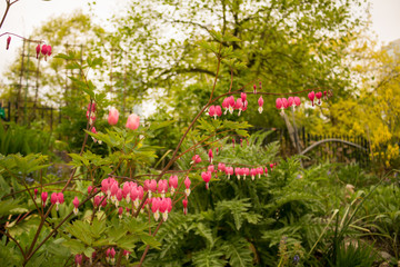 Photo of delicate pink flowers resembling jewerly