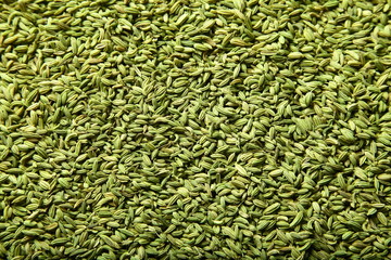 Fresh green cumin seed background texture.