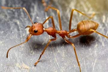 Close up macro top view ant on black floor.