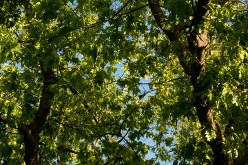 Obraz premium Photo of reen trees detail against blue sky
