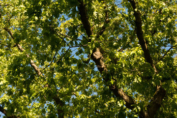 Photo of reen trees detail against blue sky