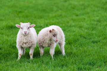 Obraz premium Two young sheep in pasture in Iceland