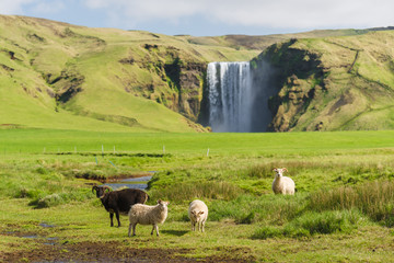 Sheep in a pasture near the Skogafoss waterfall in Iceland