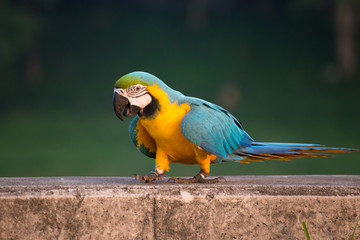colorful macaw