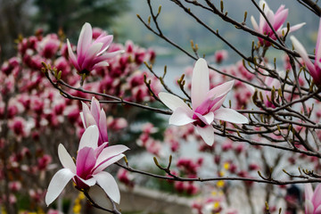 magnolia in natural background