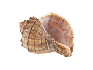 Shell