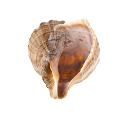 Shell