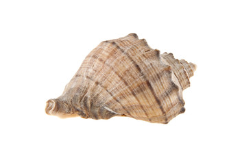 Shell