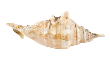 shell