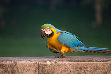 colorful macaw