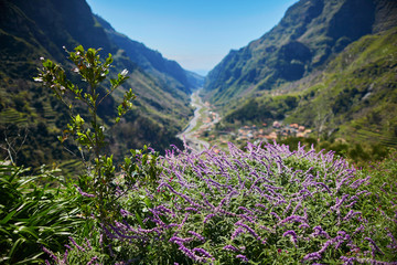 Fototapeta na wymiar Beautiful landscape with purple flowers and mountains on Madeira island