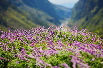 Beautiful landscape with purple flowers and mountains on Madeira island