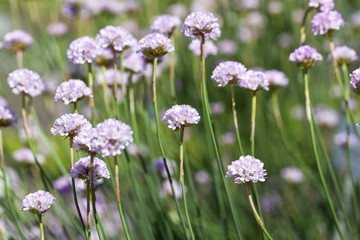 Sea thrift (Armeria maritima), flowers blooming in a meadow