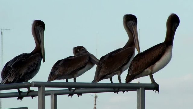Four pelicans standing on the railings in the Belize City waterfront, Belize