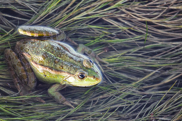 Marsh frog in pond full of weeds. Green frog Pelophylax esculentus sitting in water closeup.