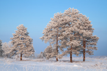 pines trees covered with frost on a sunny day