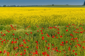 Field of red wild poppies on a sunny day. Spring landscape