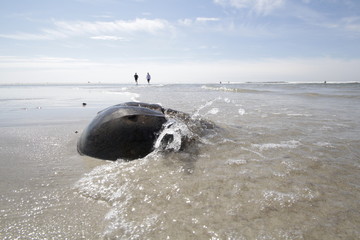 Pfeilschwanzkrebs am Strand - Urlaub am Strand Sommerurlaub - Horseshoe Crab at the Beach