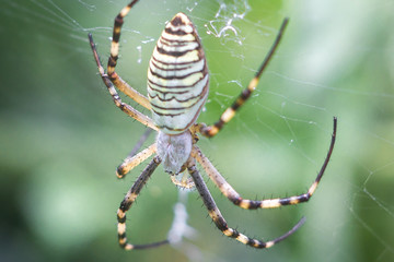 Yellow-black orb-weaver spider. Argiope Bruennichi, or the wasp-spider on the web, cobweb against green natural background, closeup.