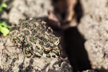 European green toad (Bufo viridis) sitting on the sand, selective focus . The common toad on nature background.